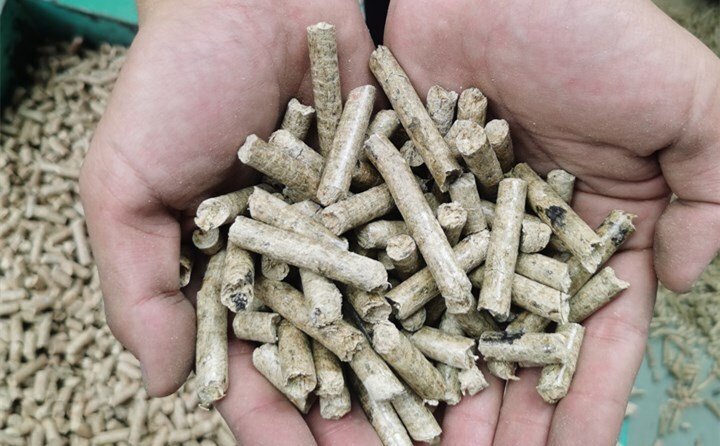 顆粒機加工設備壓出的燃料顆粒可用作牛羊飼料或燃料